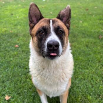 Rescue Akita Dogs for Adoption in San Jacinto, California - Cheech | PetCurious