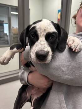 Lucca -  Cattle Dog Dog for Adoption in Gautier, Mississippi - Lucca | PetCurious