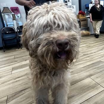Scotch -  Golden Retriever and Standard Poodle Dog for Adoption in Newark, New Jersey - Scotch | PetCurious