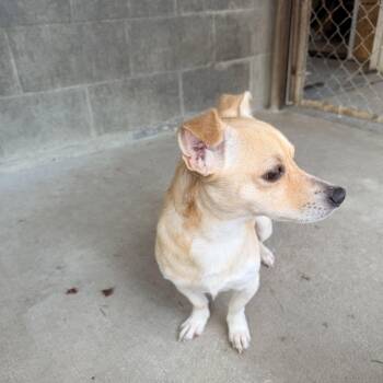 Chihuahua and Pomeranian Dogs Available for Adoption - Dale | PetCurious