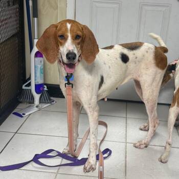 Dolly Rebecca -  American Foxhound Dog for Adoption in Savannah, Georgia - Dolly Rebecca | PetCurious