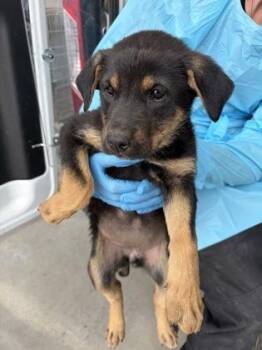 Fancy -  German Shepherd Dog and Mixed Breed Dog for Adoption in Fresno, California - Fancy | PetCurious