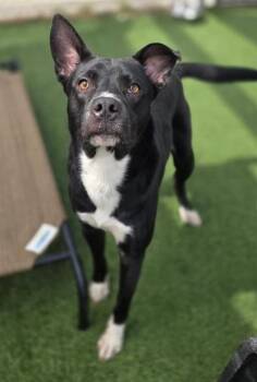 DAKOTA -  Mixed Breed Dog for Adoption in Columbia, South Carolina - DAKOTA | PetCurious