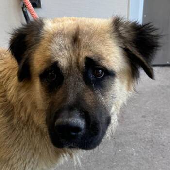 108813 -  Mixed Breed Dog for Adoption in Las Cruces, New Mexico - 108813 | PetCurious