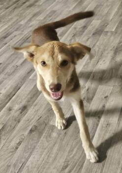 Rescue Husky Dogs for Adoption in Manchester, Connecticut - Max | PetCurious