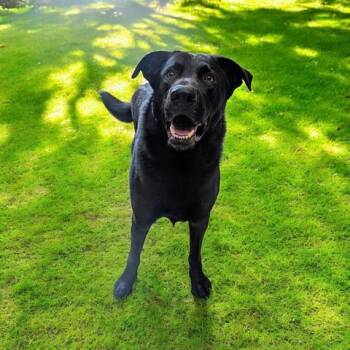 Rescue German Shepherd Dog Dogs for Adoption in Akron, Ohio - RUFUS | PetCurious
