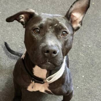 Tiny Dancer -  Mixed Breed Dog for Adoption in Savannah, Georgia - Tiny Dancer | PetCurious