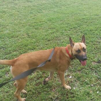 Kennedy -  Shepherd and Mixed Breed Dog for Adoption in Sunrise, Florida - Kennedy | PetCurious
