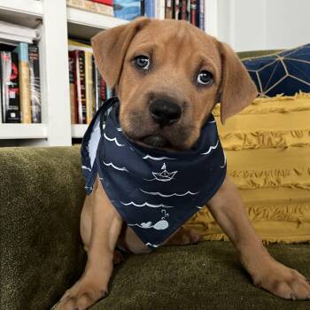 Pit Bull Terrier and Labrador Retriever Dogs Available for Adoption in Friendswood, Texas - Cypress Forestry | PetCurious