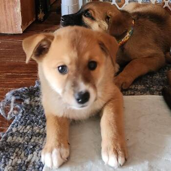 Matt Sallee -  Australian Shepherd and Mixed Breed Dog for Adoption in Shorewood, Illinois - Matt Sallee | PetCurious