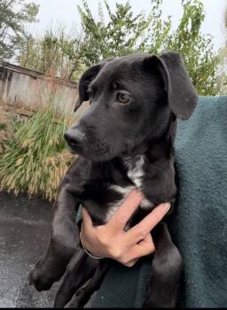Vokki -  Labrador Retriever Dog for Adoption in Bull Valley, Illinois - Vokki | PetCurious