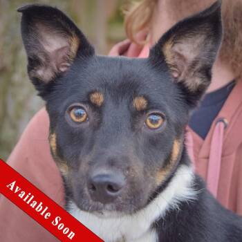 George -  Australian Kelpie and Corgi Dog for Adoption in Huntley, Illinois - George | PetCurious
