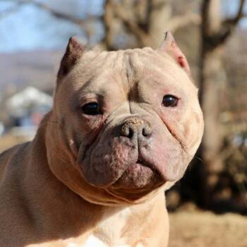 Mini -  Mixed Breed Dog for Adoption in Allentown, Pennsylvania - Mini | PetCurious