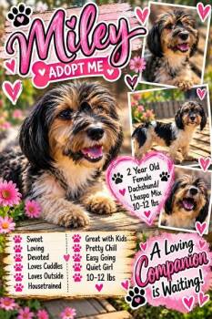 MILEY in RHODE ISLAND -  Lhasa Apso and Dachshund Dog for Adoption in West Warwick, Rhode Island - MILEY In RHODE ISLAND | PetCurious
