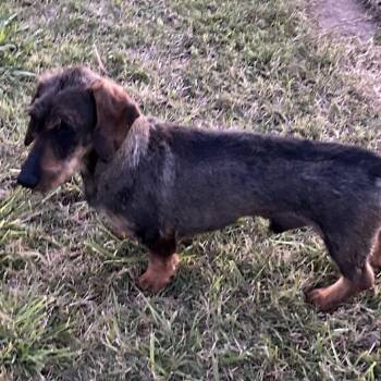 Wirehaired Dachshund Dogs Available for Adoption in Pineville, Missouri - Chandler | PetCurious