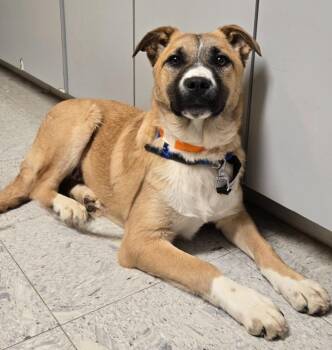 Hound and Shepherd Dogs Available for Adoption - Godiva | PetCurious