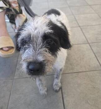 DULCE -  Terrier Dog for Adoption in San Antonio, Texas - DULCE | PetCurious