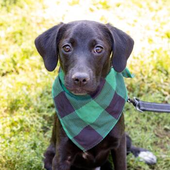 Bobo (Male) Avail 9/26 -  Black Labrador Retriever and Hound Dog for Adoption in West Grove, Pennsylvania - Bobo (Male) Avail 9/26 | PetCurious