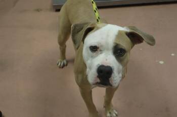 Rescue Mixed Breed Dogs for Adoption in Columbia, South Carolina - SABRINA | PetCurious