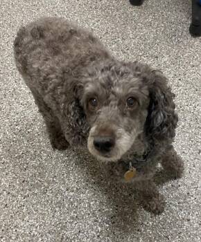 Mimi -  Poodle Dog for Adoption in Vancouver, Washington - Mimi | PetCurious