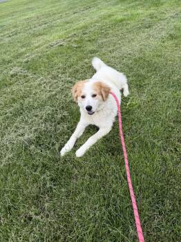 Eva -  Retriever and Great Pyrenees Dog for Adoption in Walnutport, Pennsylvania - Eva | PetCurious