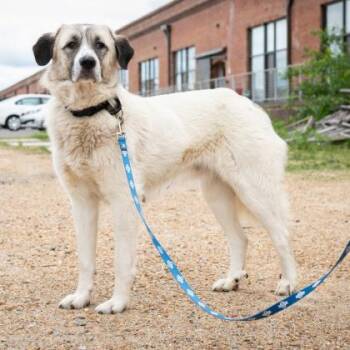 Cordelia -  Great Pyrenees and Mixed Breed Dog for Adoption in Richmond, Virginia - Cordelia | PetCurious