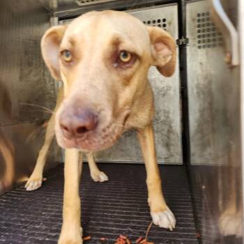 Nessie -  Pit Bull Terrier and Mixed Breed Dog for Adoption in Birmingham, Alabama - Nessie | PetCurious