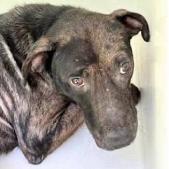 Labrador Retriever Dogs Available for Adoption in Houston, Texas - A654669 | PetCurious