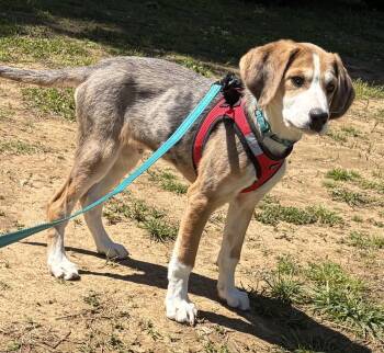 Hound Dogs Available for Adoption in Lexington, Massachusetts - Scout | PetCurious