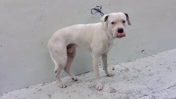 ANDY -  Boxer and Mixed Breed Dog for Adoption in Houston, Texas - ANDY | PetCurious