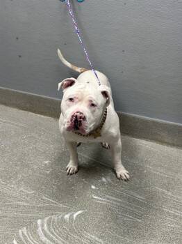 ACE -  Pit Bull Terrier Dog for Adoption in Las Vegas, Nevada - ACE | PetCurious