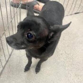 Athena -  Chihuahua Dog for Adoption in Green Valley, Arizona - Athena | PetCurious