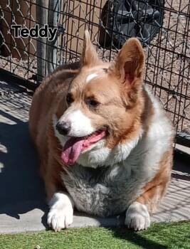 Cardigan Welsh Corgi Dogs Available for Adoption in Fort Lupton, Colorado - Teddy | PetCurious