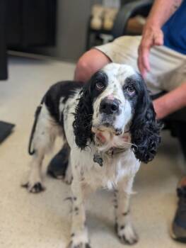 Bingo -  English Springer Spaniel and Mixed Breed Dog for Adoption in Aiken, South Carolina - Bingo | PetCurious