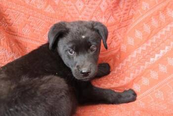 Shawn -  German Shepherd Dog Dog for Adoption in Thief River Falls, Minnesota - Shawn | PetCurious