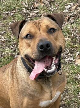 Rescue Mastiff and American Staffordshire Terrier Dogs for Adoption in Brunswick, Ohio - Moose | PetCurious