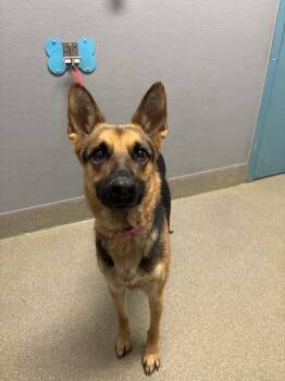 German Shepherd Dog Dogs Available for Adoption in Las Vegas, Nevada - NIKITA | PetCurious