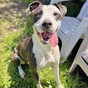 Madeline -  Mixed Breed Dog for Adoption in San Francisco, California - Madeline | PetCurious