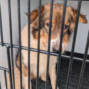 Mira -  Collie Dog for Adoption in York, Pennsylvania - Mira | PetCurious