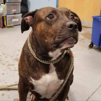 Queenie -  Pit Bull Terrier Dog for Adoption in Philadelphia, Pennsylvania - Queenie | PetCurious