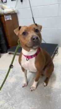 Mixed Breed Dogs Available for Adoption in Manitowoc, Wisconsin - Holla | PetCurious