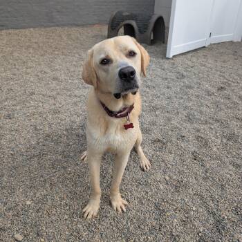 Gilbert -  Yellow Labrador Retriever and Mixed Breed Dog for Adoption in Detroit, Michigan - Gilbert | PetCurious