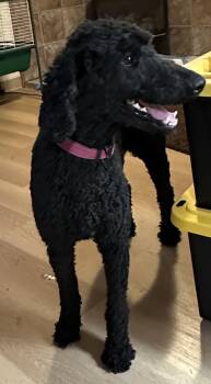 Standard Poodle Dogs Available for Adoption - Jude | PetCurious