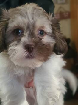 Rescue Shih Tzu Dogs for Adoption in Hartland, Wisconsin - Spanky (Spotty