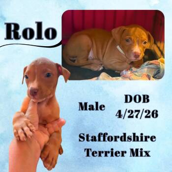 Rolo -  American Staffordshire Terrier Dog for Adoption in Caldwell, Texas - Rolo | PetCurious