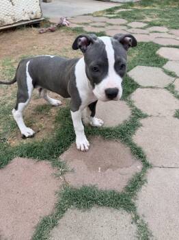 CHLOE #13 -  Pit Bull Terrier Dog for Adoption in Chandler, Arizona - CHLOE #13 | PetCurious