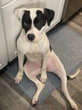 Mixed Breed Dogs Available for Adoption in West Chester, Pennsylvania - Leap Year | PetCurious