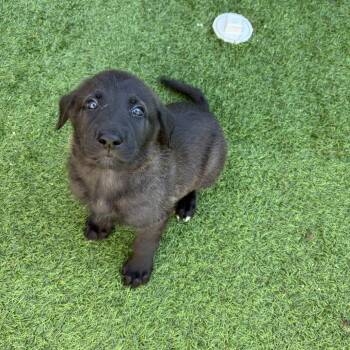 Shepherd and Mixed Breed Dogs Available for Adoption - Pup 4 Woofie | PetCurious