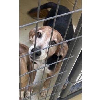 Sammy Lammy -  Hound and Foxhound Dog for Adoption in Clarksville, Virginia - Sammy Lammy | PetCurious