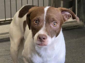 TOM -  Terrier Dog for Adoption in San Antonio, Texas - TOM | PetCurious